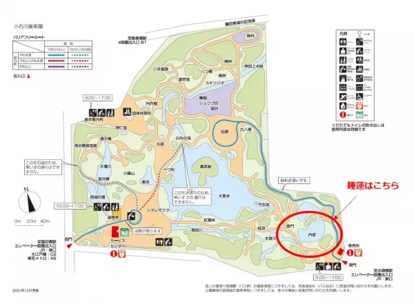 小石川後楽園、睡蓮と花菖蒲が見ごろを迎えています！