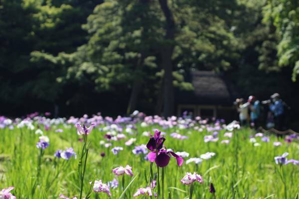 小石川後楽園、睡蓮と花菖蒲が見ごろを迎えています！