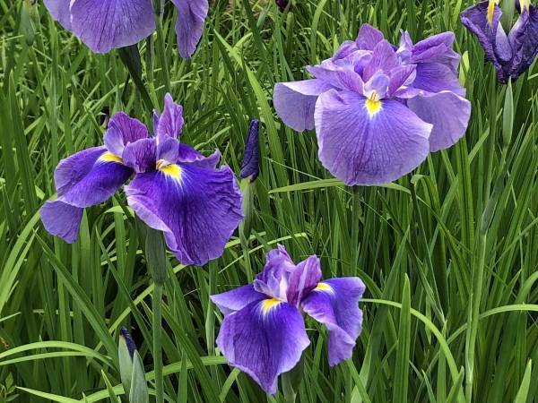 小石川後楽園、睡蓮と花菖蒲が見ごろを迎えています！