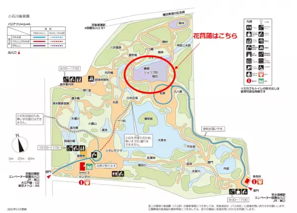 小石川後楽園、睡蓮と花菖蒲が見ごろを迎えています！