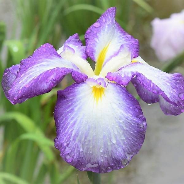 小石川後楽園、睡蓮と花菖蒲が見ごろを迎えています！