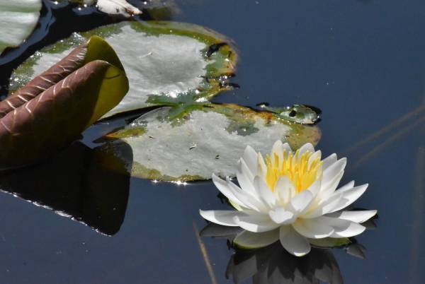小石川後楽園、睡蓮と花菖蒲が見ごろを迎えています！