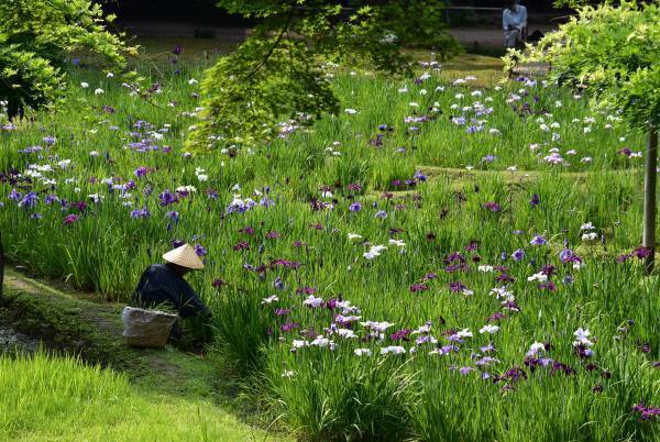 小石川後楽園、睡蓮と花菖蒲が見ごろを迎えています！