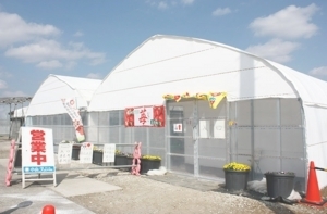 【大盛況】九十九里で愛犬とイチゴ狩りができる！？