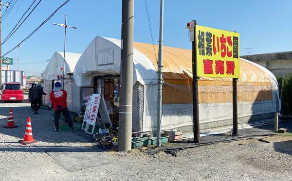 【大盛況】九十九里で愛犬とイチゴ狩りができる！？