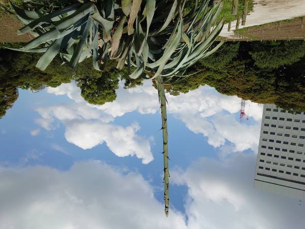 数十年に一度だけ咲く巨大植物！浜離宮恩賜庭園のアオノリュウゼツランに開花の兆し。