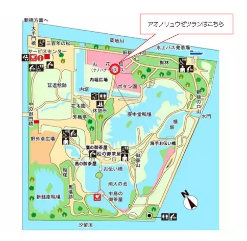 数十年に一度だけ咲く巨大植物！浜離宮恩賜庭園のアオノリュウゼツランに開花の兆し。