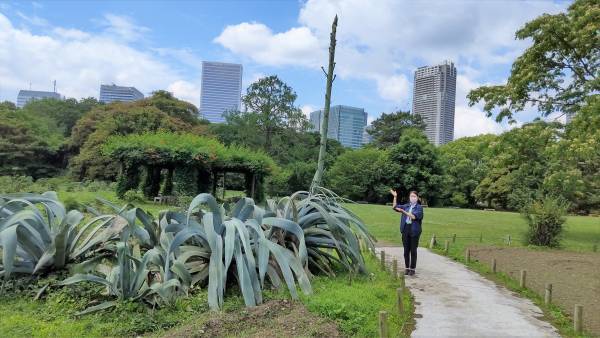 数十年に一度だけ咲く巨大植物！浜離宮恩賜庭園のアオノリュウゼツランに開花の兆し。