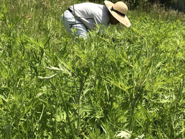 極上の「ととのう」を体感。オーガニック蓬のハーブミストサウナで、夏のデトックス【仙台・作並温泉ゆづくしSalon⼀の坊】