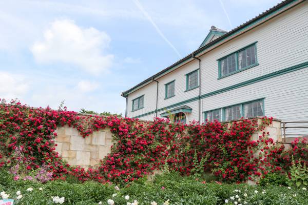 2022信州なかのバラまつり　開催中♪