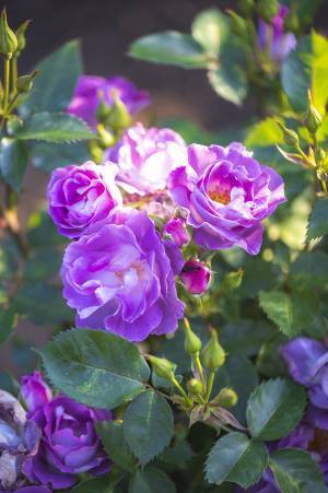 2022信州なかのバラまつり　開催中♪