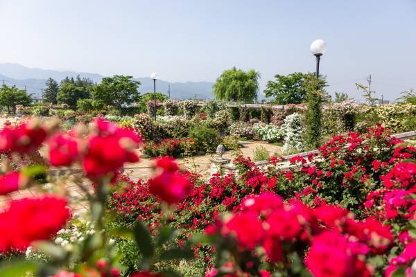 2022信州なかのバラまつり　開催中♪