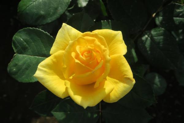 ほぼすべてが開花してクライマックス！旧古河庭園「春のバラフェスティバル」開催中