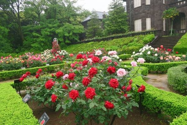 ほぼすべてが開花してクライマックス！旧古河庭園「春のバラフェスティバル」開催中