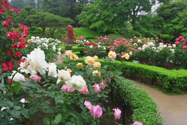 ほぼすべてが開花してクライマックス！旧古河庭園「春のバラフェスティバル」開催中