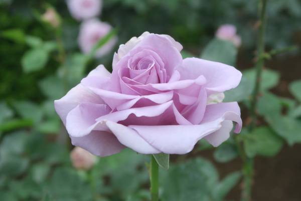 ほぼすべてが開花してクライマックス！旧古河庭園「春のバラフェスティバル」開催中