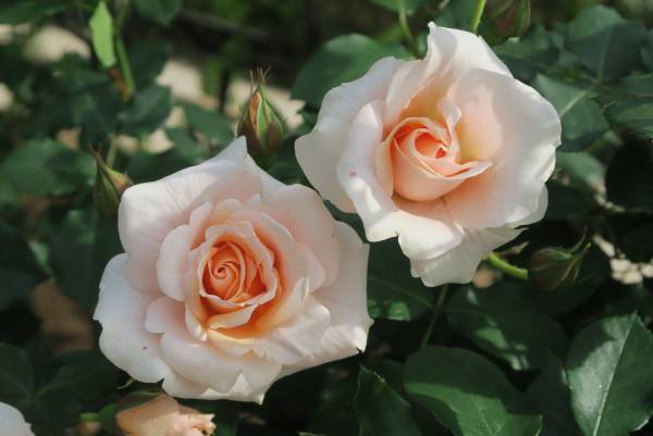 ほぼすべてが開花してクライマックス！旧古河庭園「春のバラフェスティバル」開催中