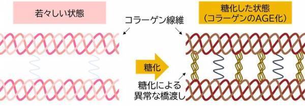 鉄分がコラーゲンと肌細胞の糖化を抑制することを発見