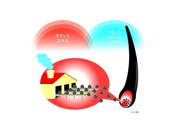 白髪は染めるだけじゃない⁉白髪を治すメカニズムを新たに解明