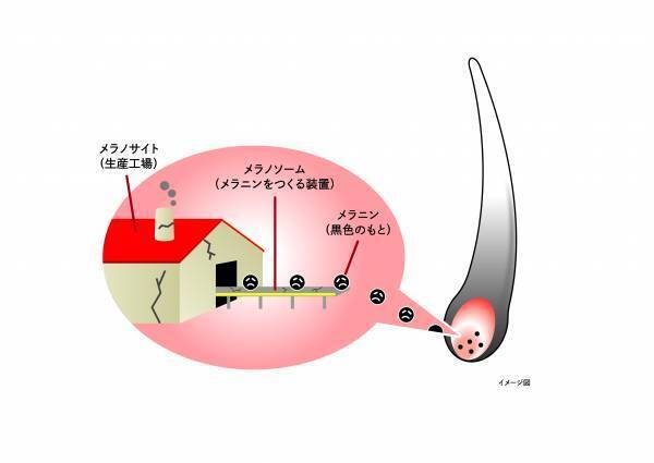 白髪は染めるだけじゃない⁉白髪を治すメカニズムを新たに解明