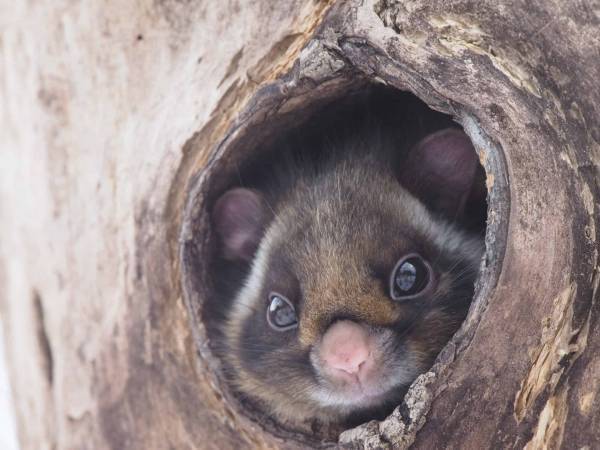 【BEB5軽井沢】1日1組限定！ムササビにふれて癒される宿泊プラン「癒されムサタビ」販売～ムササビルーム、ムササビウォッチング、松ぼっくり風スイーツで満喫～｜期間：2023年3月10日～5月31日