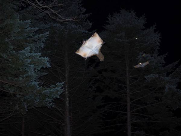 【BEB5軽井沢】1日1組限定！ムササビにふれて癒される宿泊プラン「癒されムサタビ」販売～ムササビルーム、ムササビウォッチング、松ぼっくり風スイーツで満喫～｜期間：2023年3月10日～5月31日