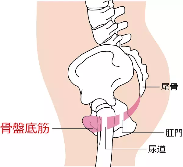 骨盤底筋エクササイズで女性の悩み改善へ「pfilAtes™（ピフィラティス）」をドゥミ　ルネサンスで導入
