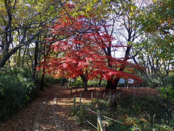 紅葉の長沼・平山城址公園を歩こう　11月26日（土）