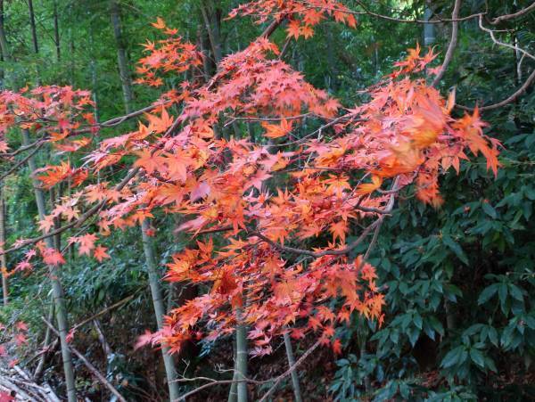 紅葉の長沼・平山城址公園を歩こう　11月26日（土）