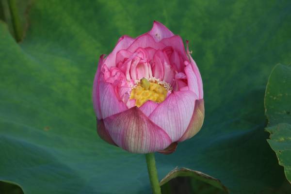 7月17日(日)、参加費無料の江戸園芸講座「江戸園芸植物ー蓮ー」神代植物公園にて行います