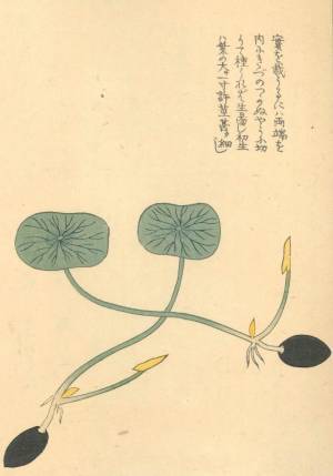 7月17日(日)、参加費無料の江戸園芸講座「江戸園芸植物ー蓮ー」神代植物公園にて行います