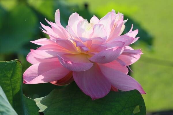 7月17日(日)、参加費無料の江戸園芸講座「江戸園芸植物ー蓮ー」神代植物公園にて行います
