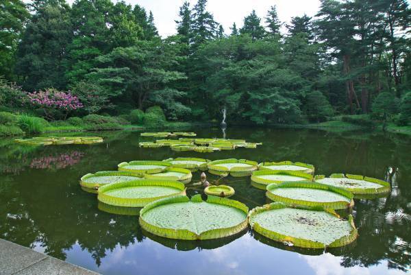 7月17日(日)、参加費無料の江戸園芸講座「江戸園芸植物ー蓮ー」神代植物公園にて行います