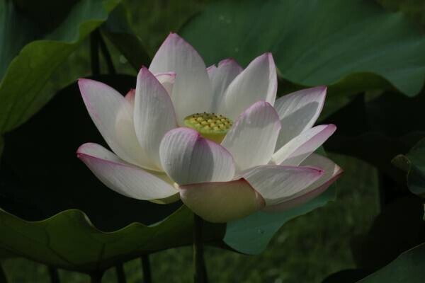 7月17日(日)、参加費無料の江戸園芸講座「江戸園芸植物ー蓮ー」神代植物公園にて行います