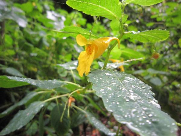 桜ヶ丘公園で「秋の自然観察ガイドウォーク」を実施します！