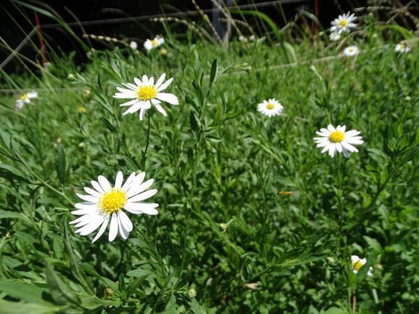 桜ヶ丘公園で「秋の自然観察ガイドウォーク」を実施します！