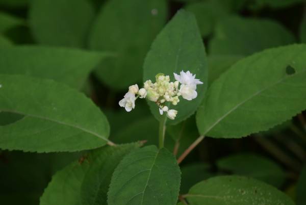 六義園「タマアジサイが見ごろを迎えています」
