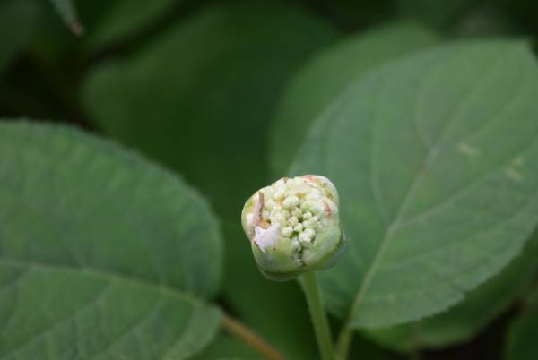 六義園「タマアジサイが見ごろを迎えています」