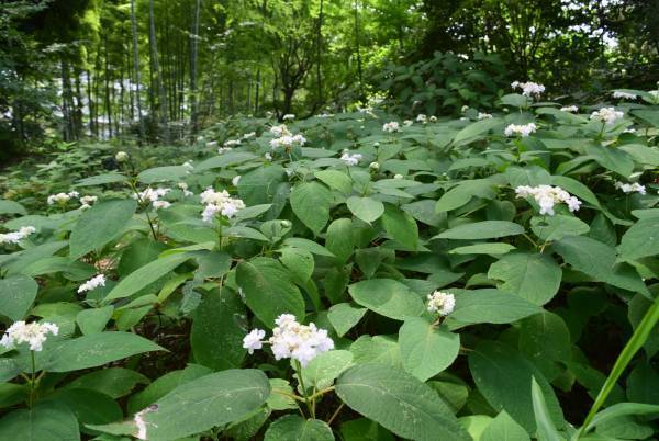 六義園「タマアジサイが見ごろを迎えています」