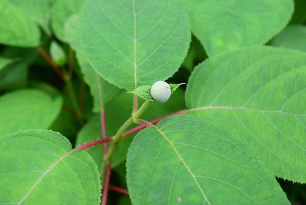 六義園「タマアジサイが見ごろを迎えています」