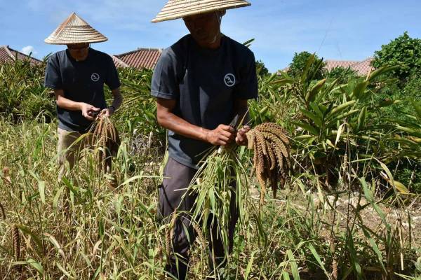 【星のや竹富島】竹富芋の収穫体験や昔ながらの芋のお菓子作りなどを楽しめる「ハンチメー滞在」実施｜期間：2022年9月1日～11月30日（日、月、木曜日のチェックイン限定）