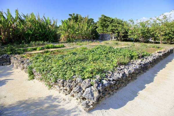 【星のや竹富島】竹富芋の収穫体験や昔ながらの芋のお菓子作りなどを楽しめる「ハンチメー滞在」実施｜期間：2022年9月1日～11月30日（日、月、木曜日のチェックイン限定）