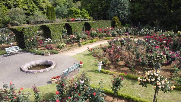 花ファンタジアのバラが咲き始めました