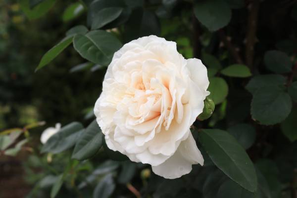 花ファンタジアのバラが咲き始めました