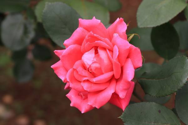 花ファンタジアのバラが咲き始めました