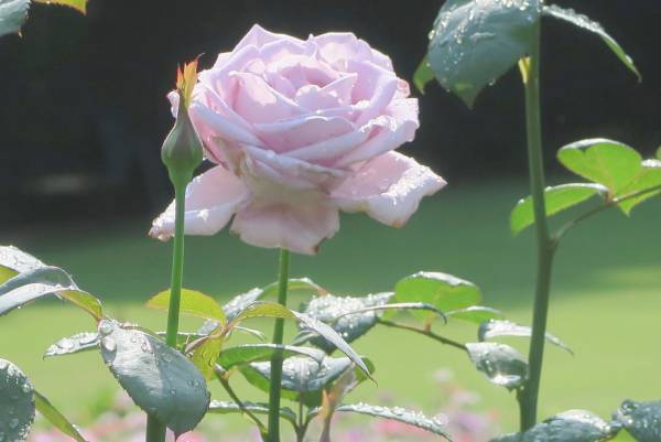 旧古河庭園、春バラの「二番花」が見ごろを迎えました！