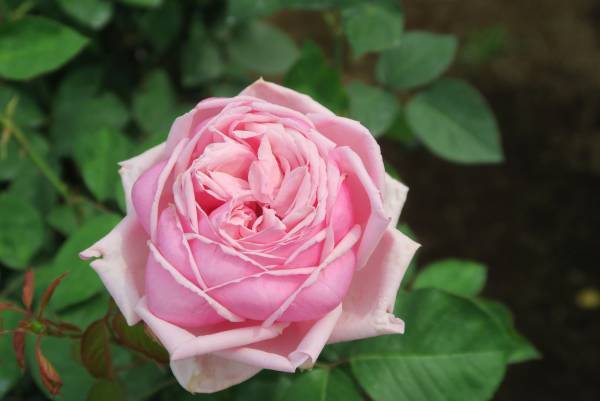 旧古河庭園、春バラの「二番花」が見ごろを迎えました！