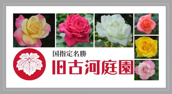 旧古河庭園、春バラの「二番花」が見ごろを迎えました！