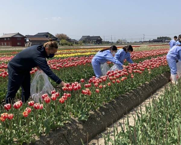 【４月２２日(金)２３日(土)限定開催】総本数30万本！球根栽培用チューリップ畑で摘み取り体験に参加しませんか？