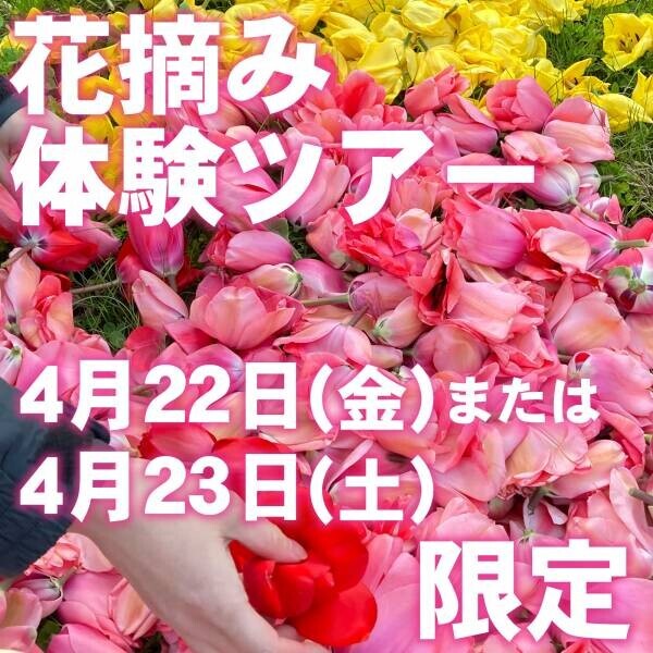 【４月２２日(金)２３日(土)限定開催】総本数30万本！球根栽培用チューリップ畑で摘み取り体験に参加しませんか？